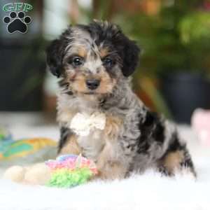 Jordan, Yorkie Poo Puppy